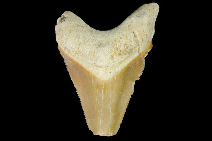Serrated, Fossil Megalodon Tooth - Bone Valley, Florida #145103